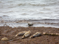 Seelenfänger Photographie | Helgoland 2025