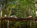 Seelenfänger Photographie | Steinzeitpark Dithmarschen