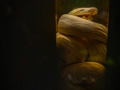 Seelenfänger Photographie | Ribe Hexenmuseum
