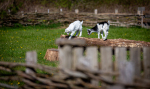 Seelenfänger Photographie | Ribe VikingeCenter 2026