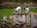 Seelenfänger Photographie | Ribe VikingeCenter 2026