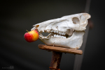 Seelenfänger Photographie | Mittelalter Live im Tierpark Arche Warder 2026