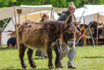 Seelenfänger Photographie | Mittelalter Live im Tierpark Arche Warder 2026