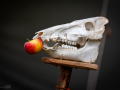 Seelenfänger Photographie | Mittelalter Live im Tierpark Arche Warder 2026