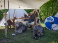 Seelenfänger Photographie | Mittelalter Live im Tierpark Arche Warder 2026