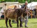 Seelenfänger Photographie | Mittelalter Live im Tierpark Arche Warder 2026