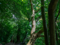 Seelenfänger Photographie |  Großer Sommermarkt 2026 im Wikinger Museum Haithabu